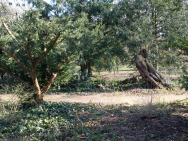 Bäume zwischen Licht und Schatten