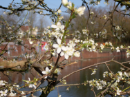 Blüten vor Grafitti