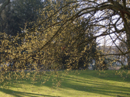 Frühling erwacht