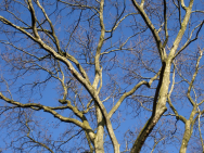 Blätterloser Baum