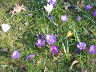 Blumen in der Sonne
