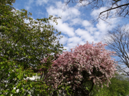 Blütentragende Bäume